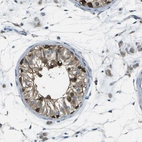 Immunohistochemical staining of human testis shows strong cytoplasmic/nucleus positivity in cells in seminiferous ducts.