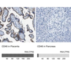 Anti-CD46 Antibody