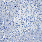 Anti-CD46 Antibody
