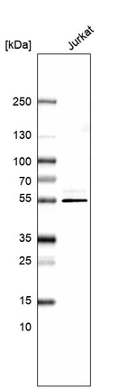 Western blot analysis in human cell line Jurkat.