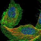 Immunofluorescent staining of human cell line U-2 OS shows localization to plasma membrane & cytosol.