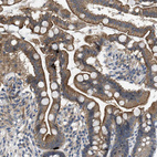 Immunohistochemical staining of human small intestine shows moderate membranous positivity in glandular cells.