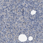 Immunohistochemical staining of human pancreas shows negative to very weak positivity in exocrine glandular cells.