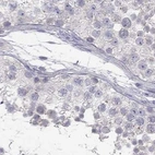 Immunohistochemical staining of human testis using Anti-C16orf89 antibody HPA016934.