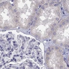 Immunohistochemical staining of human kidney using Anti-C16orf89 antibody HPA016934.
