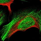Immunofluorescent staining of human cell line U-2 OS shows localization to nucleoplasm & actin filaments.