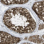 Immunohistochemical staining of human testis shows moderate to strong cytoplasmic positivity in cells in seminiferous ducts and in Leydig cells.