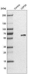 Western blot analysis in control (vector only transfected HEK293T lysate) and USP30 over-expression lysate (Co-expressed with a C-terminal myc-DDK tag (~3.1 kDa) in mammalian HEK293T cells, LY409983).
