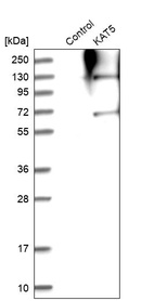 Western blot analysis in control (vector only transfected HEK293T lysate) and KAT5 over-expression lysate (Co-expressed with a C-terminal myc-DDK tag (~3.1 kDa) in mammalian HEK293T cells, LY401920).