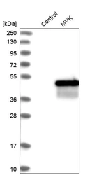 Western blot analysis in control (vector only transfected HEK293T lysate) and MVK over-expression lysate (Co-expressed with a C-terminal myc-DDK tag (~3.1 kDa) in mammalian HEK293T cells, LY424723).