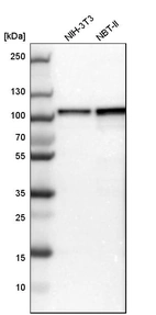 Western blot analysis in mouse cell line NIH-3T3 and rat cell line NBT-II.