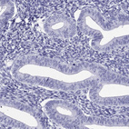 Immunohistochemical staining of human endometrium shows no positivity in glandular cells as expected.