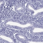 Immunohistochemical staining of human endometrium shows no positivity in glandular cells as expected.