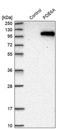 Western blot analysis in control (vector only transfected HEK293T lysate) and PDE6A over-expression lysate (Co-expressed with a C-terminal myc-DDK tag (~3.1 kDa) in mammalian HEK293T cells, LY424714).