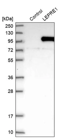 Western blot analysis in control (vector only transfected HEK293T lysate) and LEPRE1 over-expression lysate (Co-expressed with a C-terminal myc-DDK tag (~3.1 kDa) in mammalian HEK293T cells, LY411682).