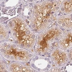 Immunohistochemical staining of human kidney using Anti-AFM antibody HPA017006.