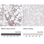 Anti-PADI4 Antibody