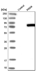 Western blot analysis in control (vector only transfected HEK293T lysate) and pADI4 over-expression lysate (Co-expressed with a C-terminal myc-DDK tag (~3.1 kDa) in mammalian HEK293T cells, LY402202).