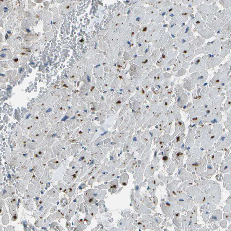 Anti-PDLIM1 Antibody