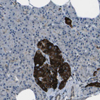 Immunohistochemical staining of human Pancreas shows strong cytoplasmic positivity in islets of Langerhans.