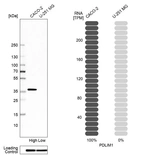 Western blot analysis in human cell line CACO-2 and human cell line U-251 MG.