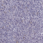 Immunohistochemical staining of human Pancreas shows very weak nuclear positivity in exocrine glandular cells.