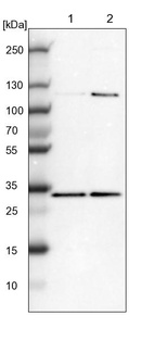 Lane 1: NIH-3T3 cell lysate (Mouse embryonic fibroblast cells)_br/_Lane 2: NBT-II cell lysate (Rat Wistar bladder tumour cells)