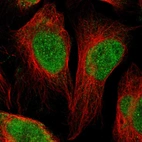 Immunofluorescent staining of human cell line U-2 OS shows localization to nucleus.