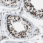 Immunohistochemical staining of human testis shows strong nuclear positivity in cells in seminiferous ducts.