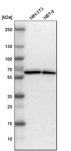 Western blot analysis in mouse cell line NIH-3T3 and rat cell line NBT-II.