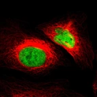 Immunofluorescent staining of human cell line U-2 OS shows localization to nucleoplasm.