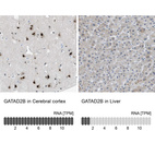 Anti-GATAD2B Antibody