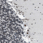 Immunohistochemical staining of human Cerebellum shows strong nuclear positivity in Purkinje cells.