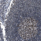 Immunohistochemical staining of human Lymph node shows strong nuclear positivity in germinal and non-germinal center cells.