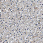 Anti-GATAD2B Antibody