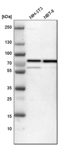 Western blot analysis in mouse cell line NIH-3T3 and rat cell line NBT-II.