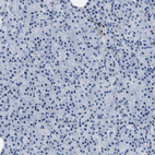 Immunohistochemical staining of human pancreas shows no positivity in exocrine glandular cells as expected.
