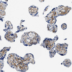 Immunohistochemical staining of human placenta shows moderate positivity 
 in extracellular matrix of trophoblastic cells.
