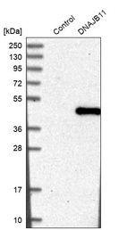 Western blot analysis in control (vector only transfected HEK293T lysate) and DNAJB11 over-expression lysate (Co-expressed with a C-terminal myc-DDK tag (~3.1 kDa) in mammalian HEK293T cells, LY402537).