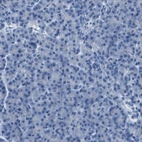 Immunohistochemical staining of human pancreas shows no positivity in exocrine glandular cells as expected.