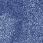 Immunohistochemical staining of human tonsil shows no positivity in non-germinal center cells as expected.