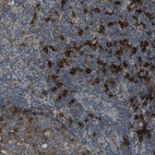 Anti-SAMSN1 Antibody