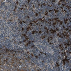 Anti-SAMSN1 Antibody