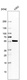 Anti-SAMSN1 Antibody