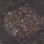 Immunohistochemical staining of human lymph node shows moderate to strong cytoplasmic positivity in germinal center cells.