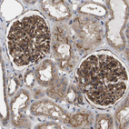 Immunohistochemical staining of human kidney shows moderate to strong cytoplasmic positivity in cells in glomeruli.