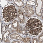 Immunohistochemical staining of human kidney shows moderate to strong cytoplasmic positivity in cells in glomeruli.