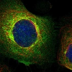 Immunofluorescent staining of human cell line A-431 shows localization to plasma membrane, cytosol & the Golgi apparatus.