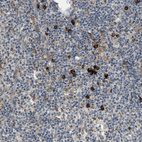 Anti-SSR1 Antibody