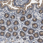 Immunohistochemical staining of human small intestine shows strong granular cytoplasmic positivity in glandular cells.